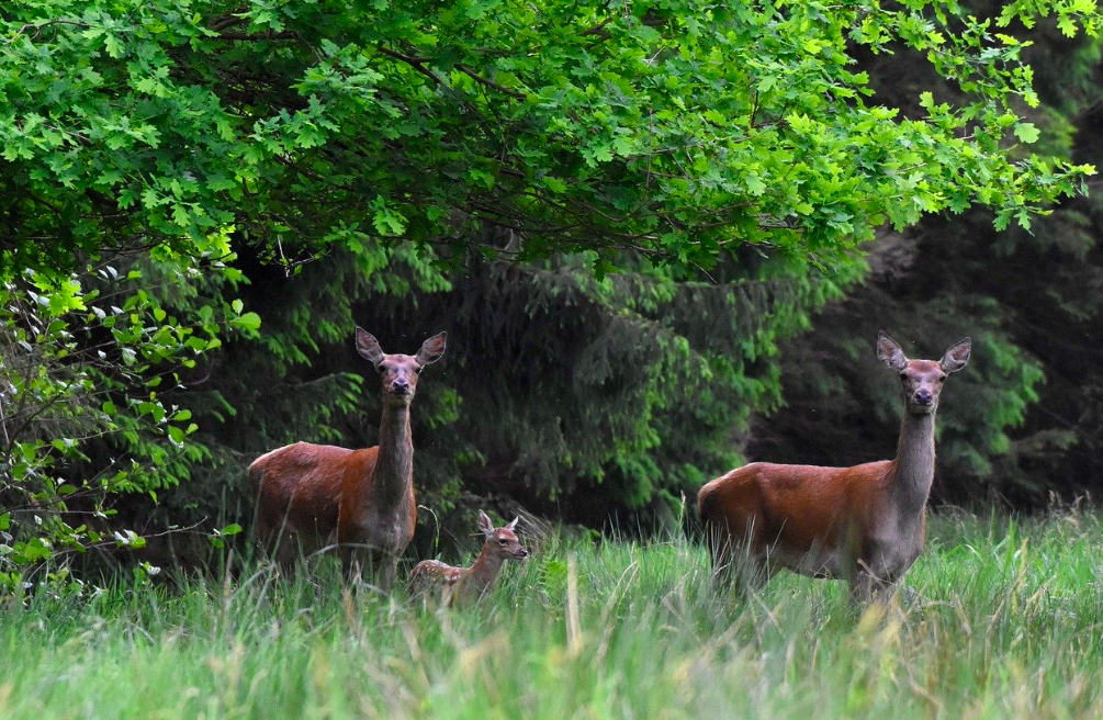 Chasse du lundi au grand gibier en Forêt d'Ermenonville