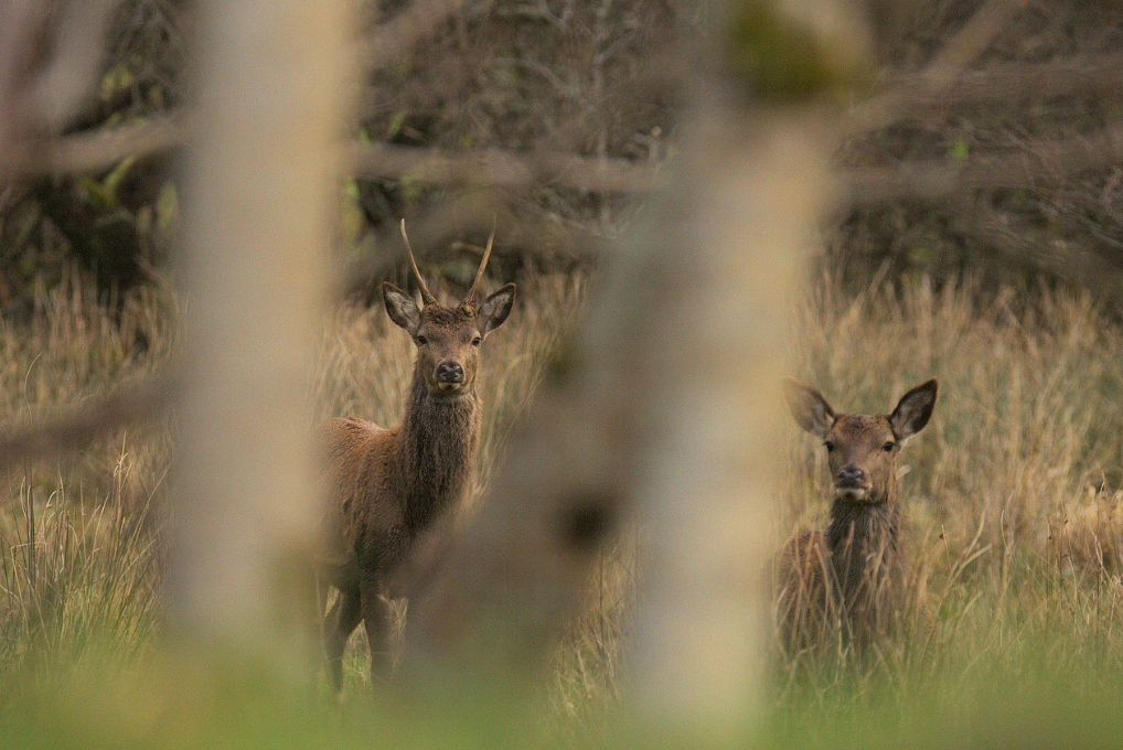 Journée de chasse au grand gibier sur le territoire de Belfort