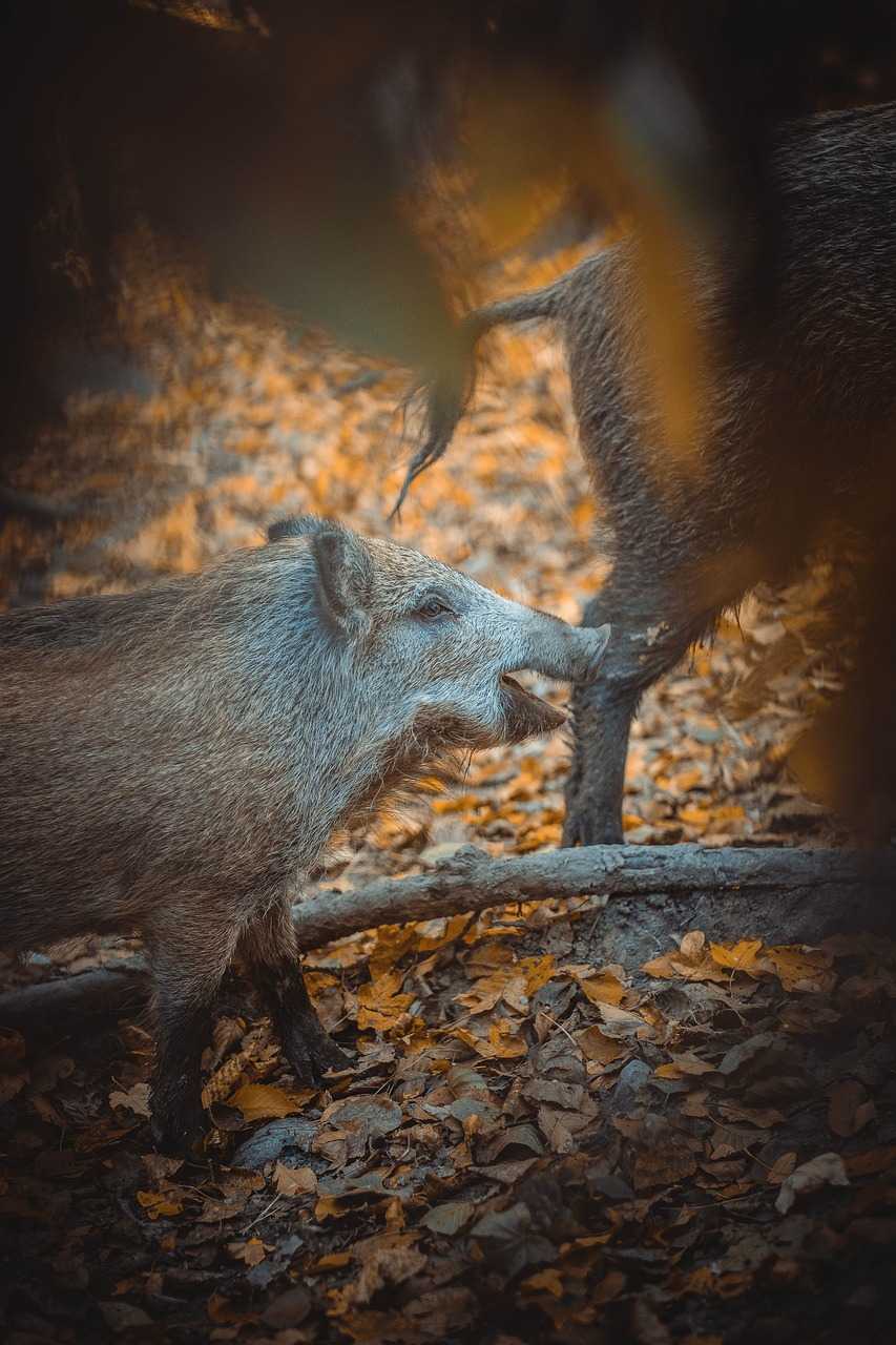 Journée de battue au grand gibier dans le Sud meusien