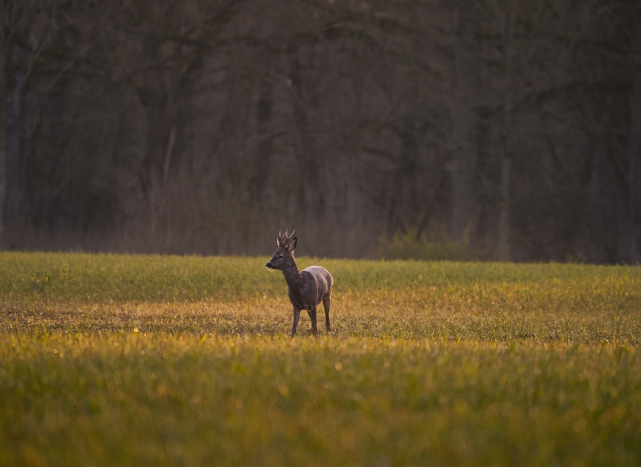 Journée de chasse dans le Lot-et-Garonne