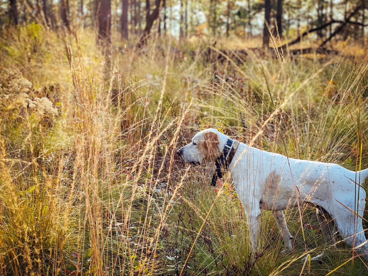 Journée entrainement chien au petit gibier