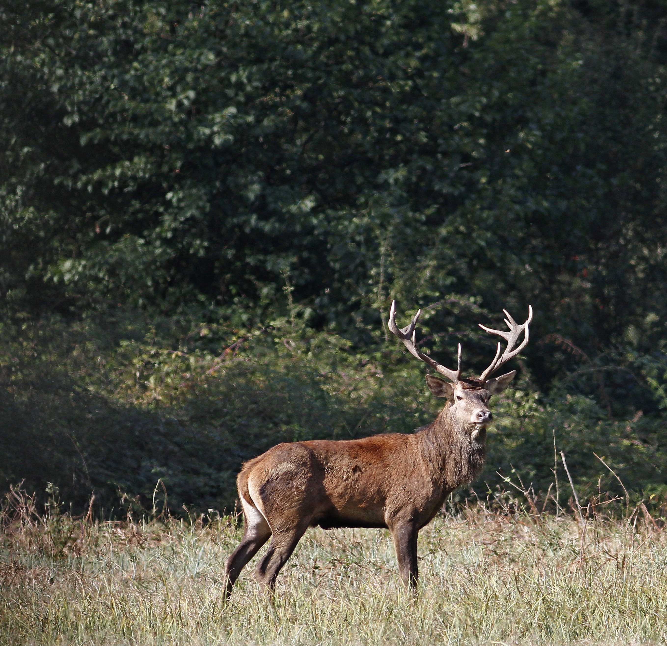 Action de chasse au grand gibier en Brenne