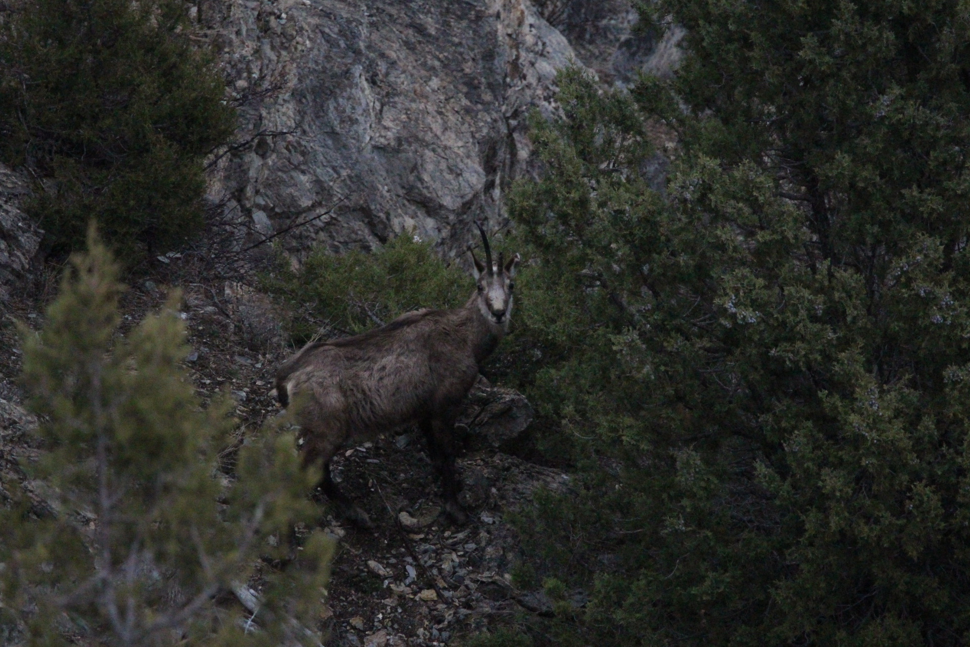 Une chasse atypique du chamois de moyenne et haute montagne