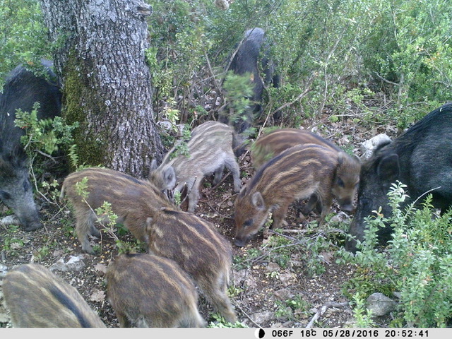 Action de chasse mixte petit et grand gibier