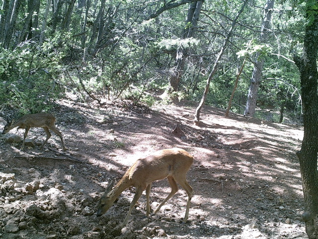 Action de chasse au grand gibier (sangliers et chevreuils)