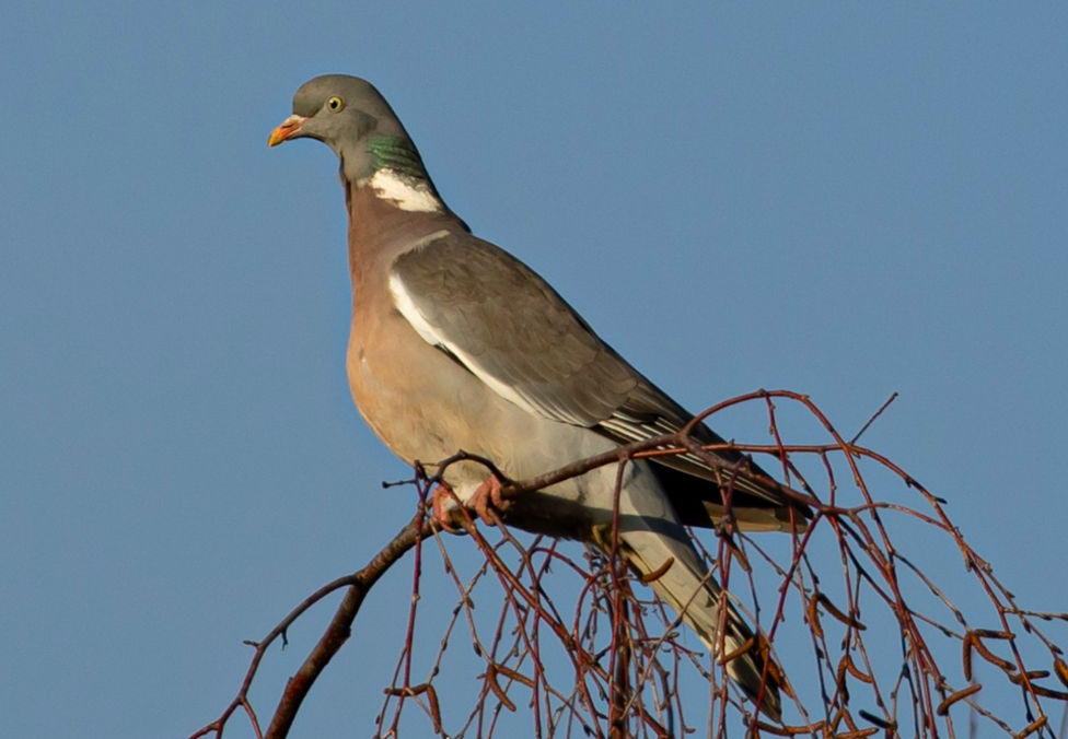 Poste à pigeon dans l'Aisne