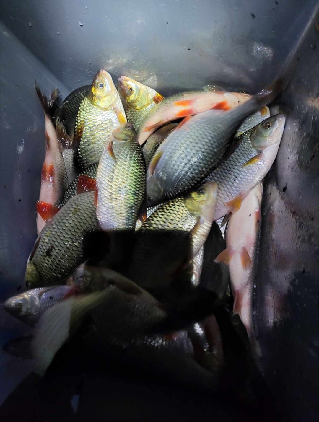 Journée de pêche au Coup en Creuse