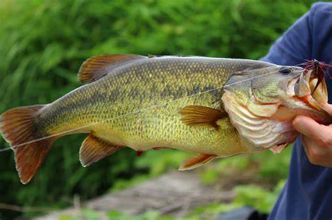 Journée de pêche Black Bass et Perche