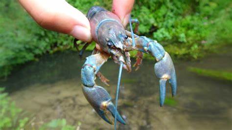 Journée de pêche à l’écrevisse