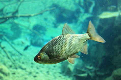 Pêche au Poisson Blanc dans la Creuse