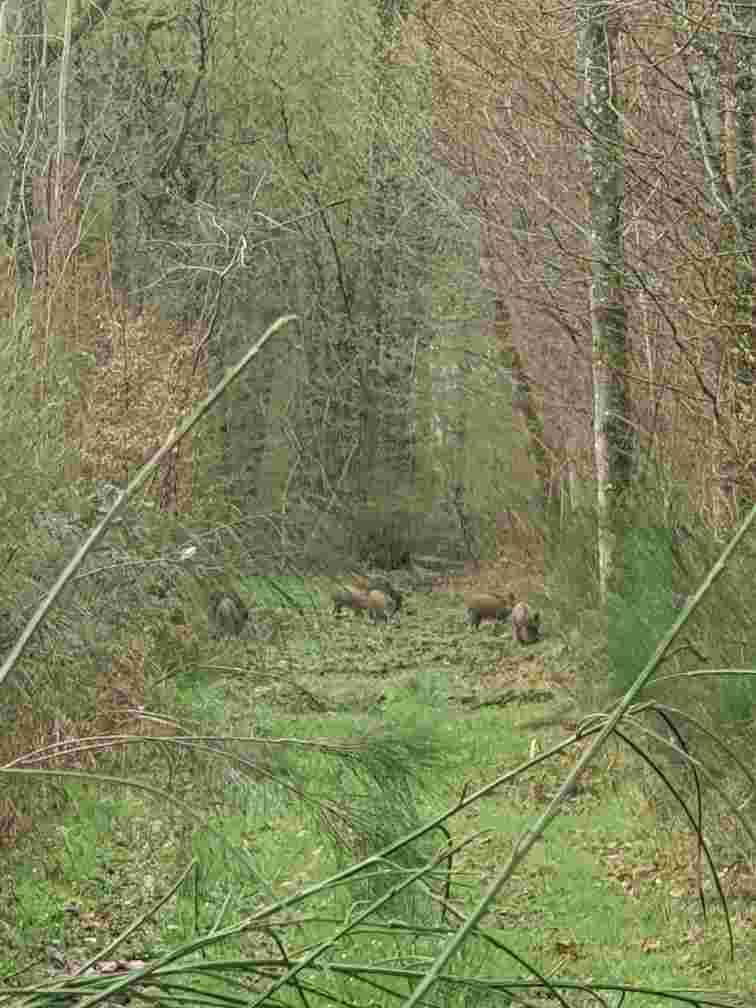 DEMI-ACTION DE CHASSE GRAND GIBIER RONCHERES (Sud Aisne)