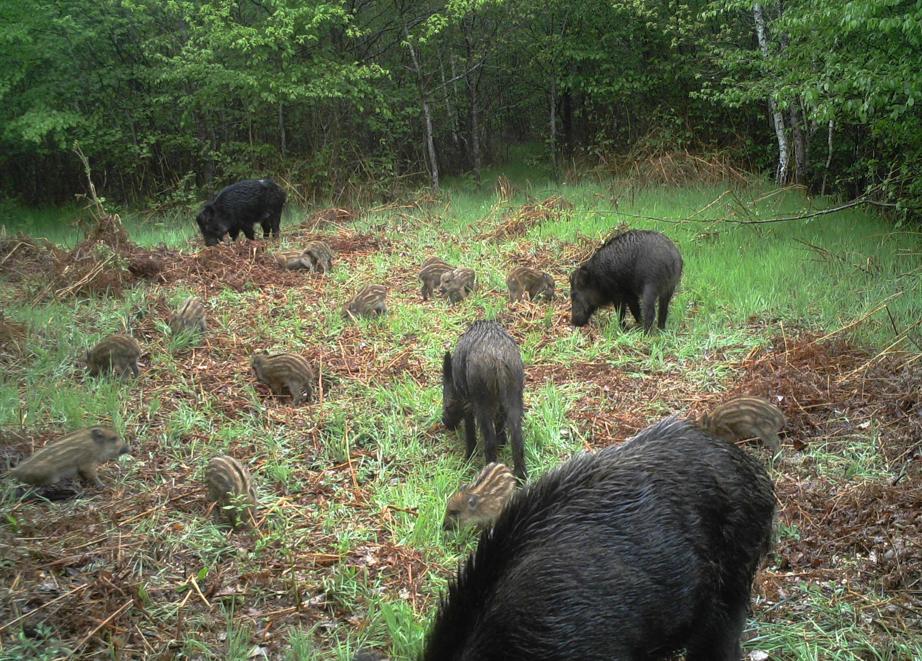 Action du lundi et vendredi au grand gibier en forêt d'Orléans