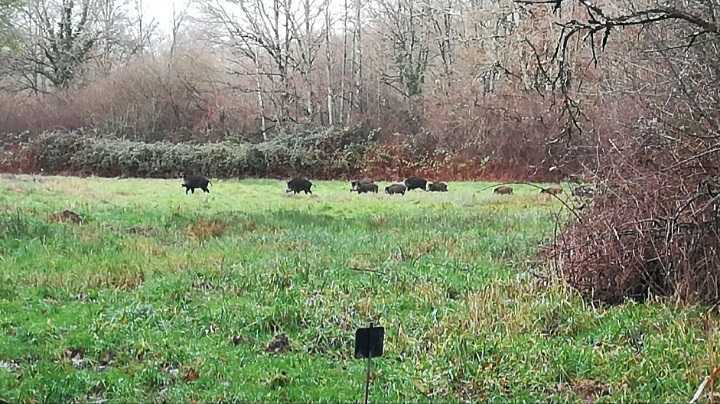 Action de chasse aux grands gibiers dans le Loiret (45)