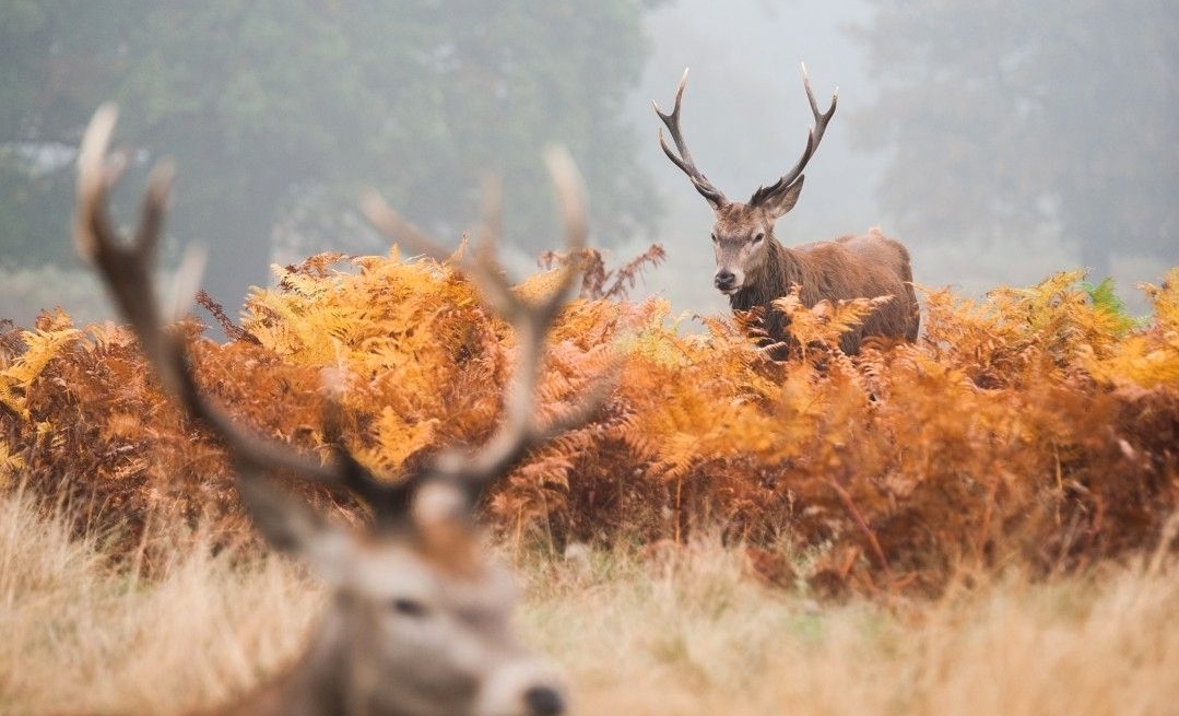 Action Grand Gibier Massif Des Trois Pignons - Forêt de Fontainebleau