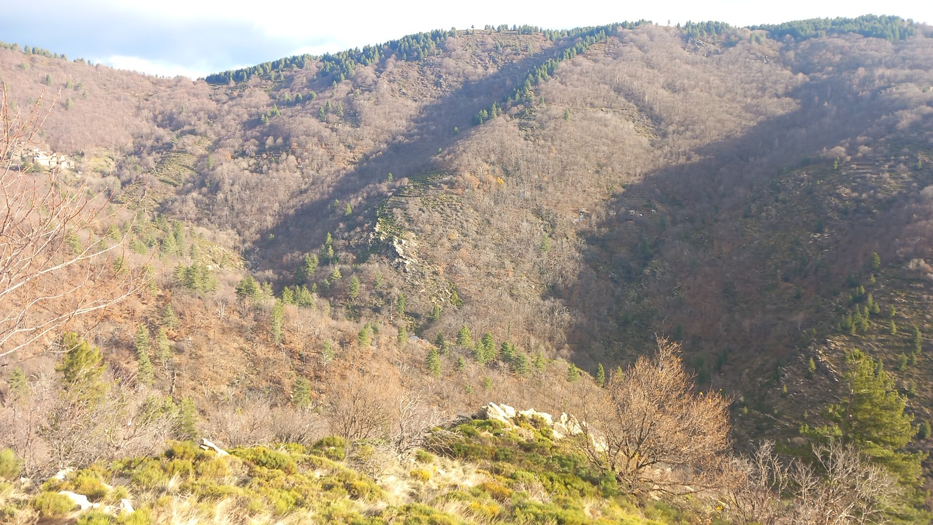 Action de chasse aux sangliers au col de Peras en cévènnes gardoise