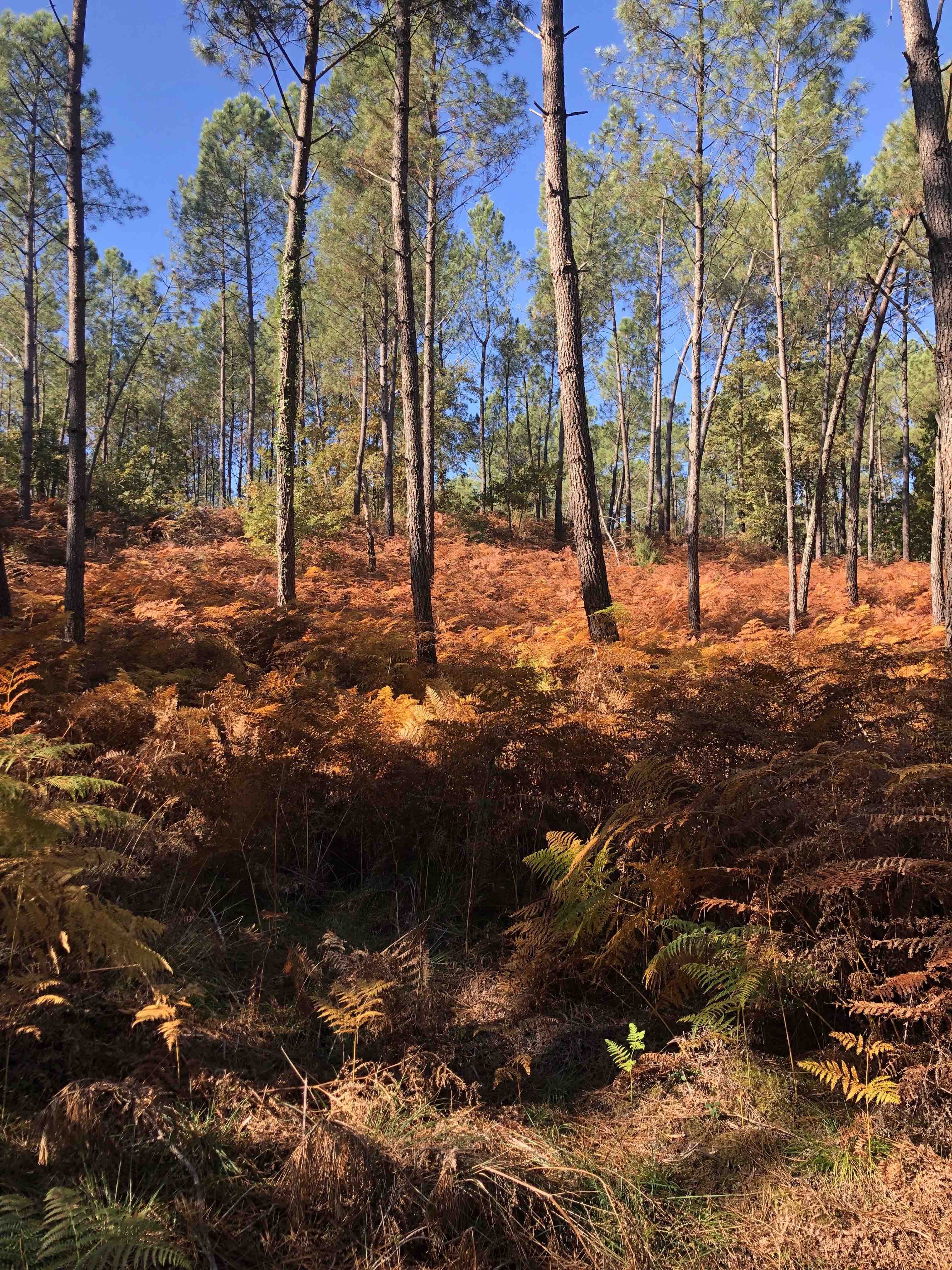 Journée de chasse dans les Landes