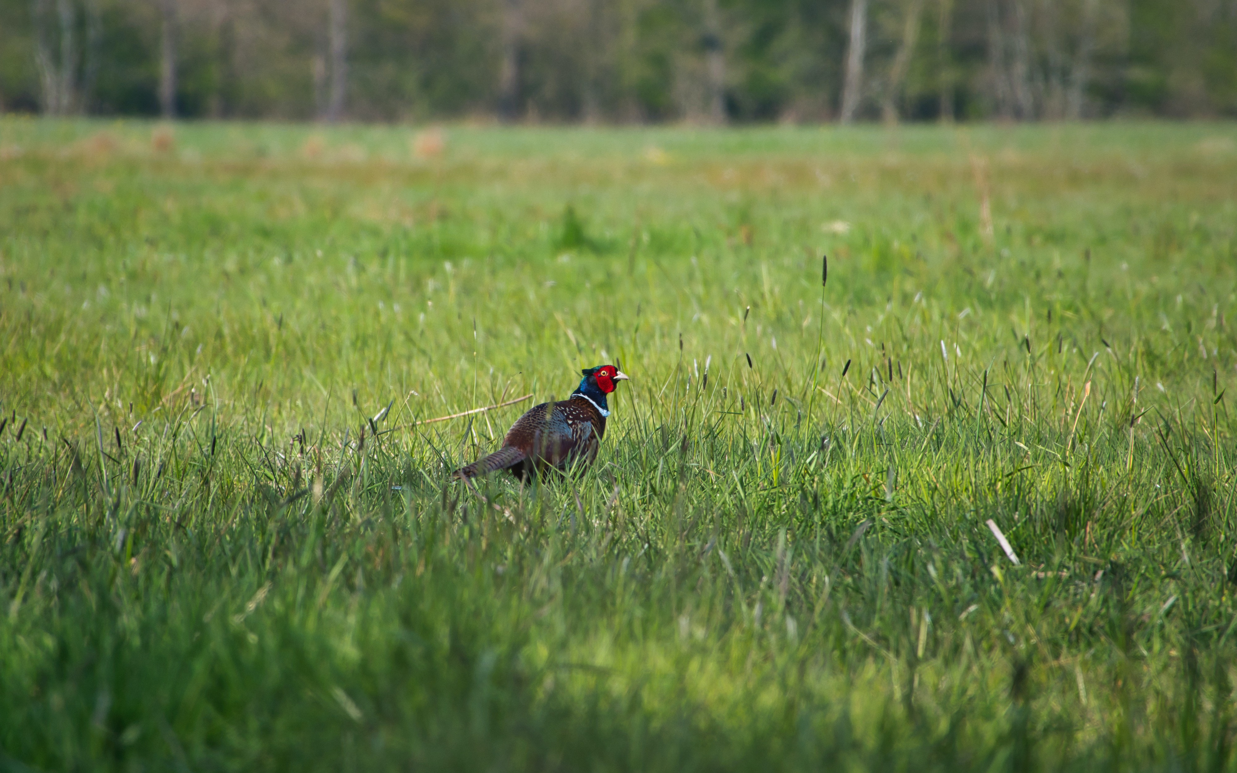 Action de chasse petit gibier dans l'Oise