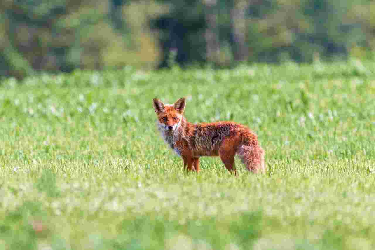 Action d'affût au renard