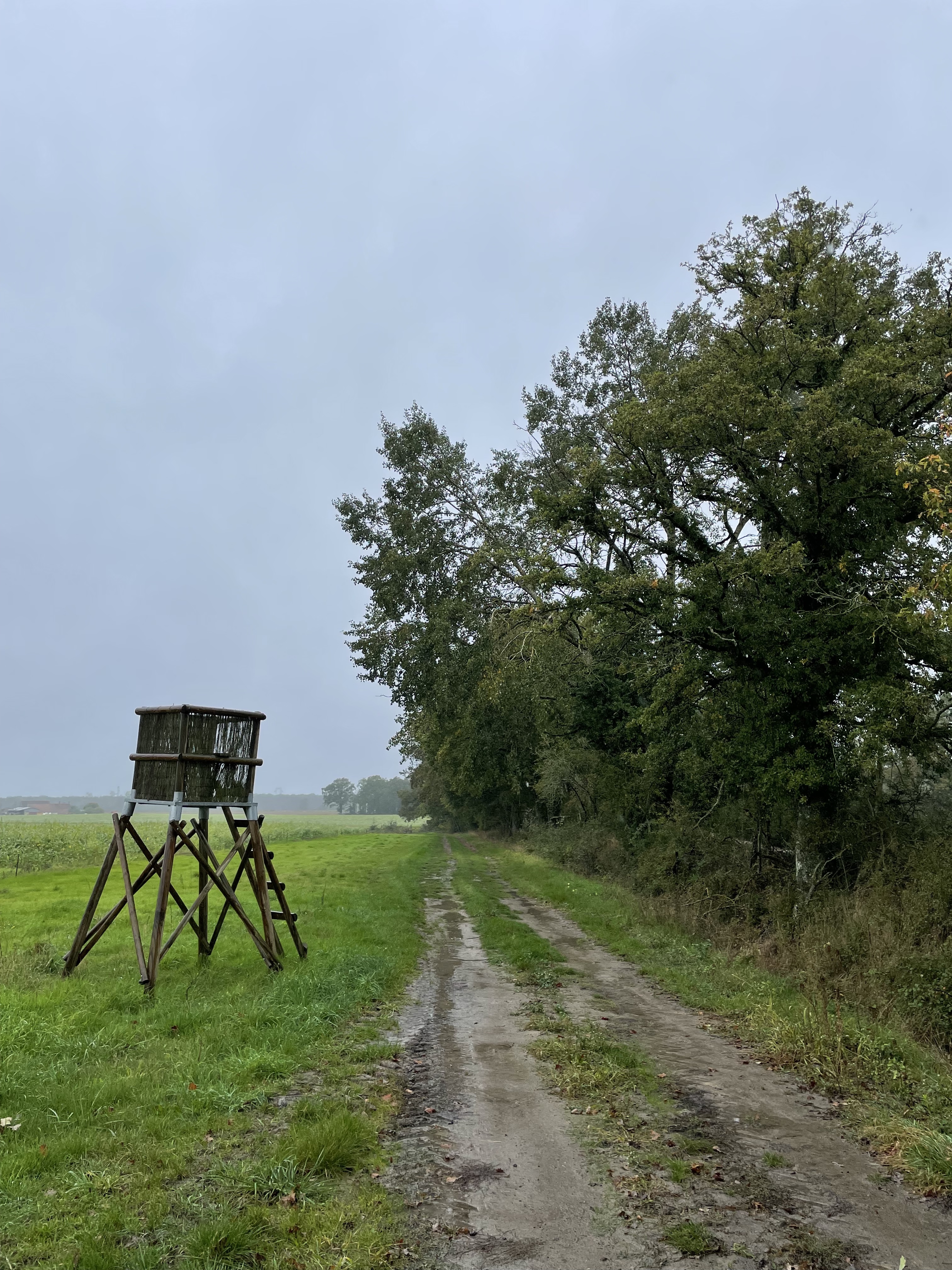 Affut au sanglier en Sologne loir-et-cher 41