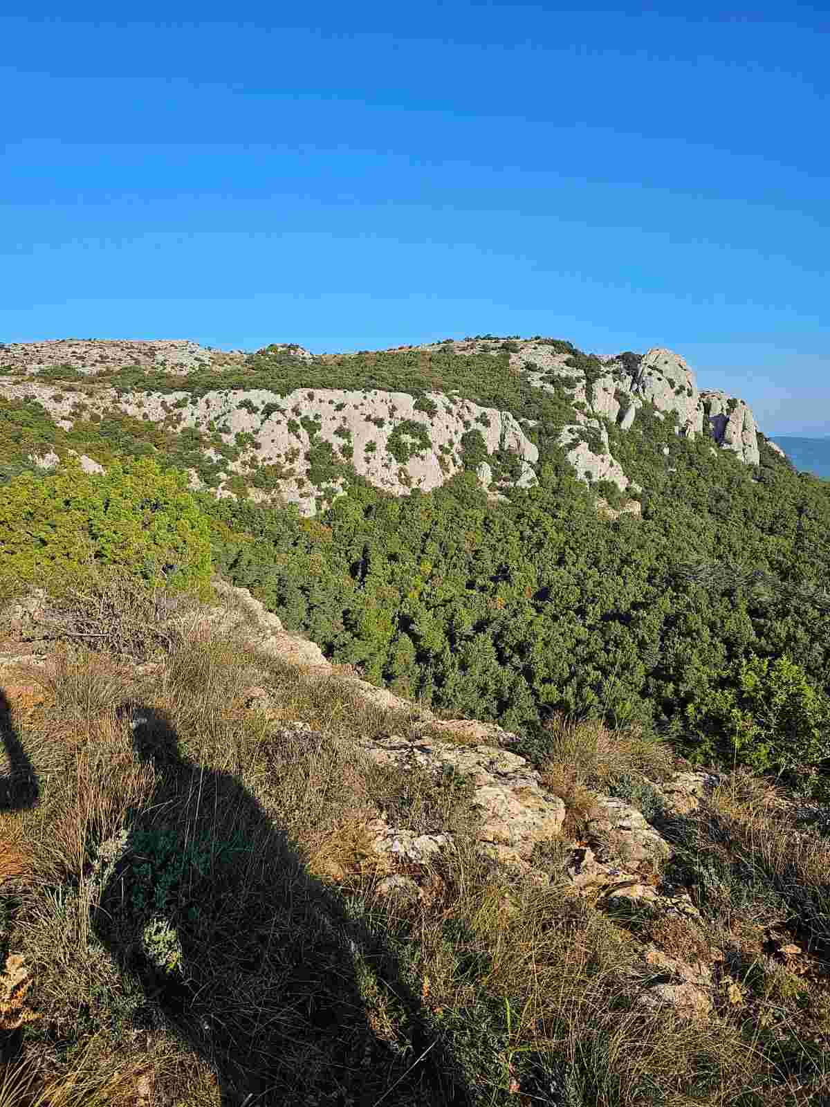 Battue aux chiens courants dans le Var