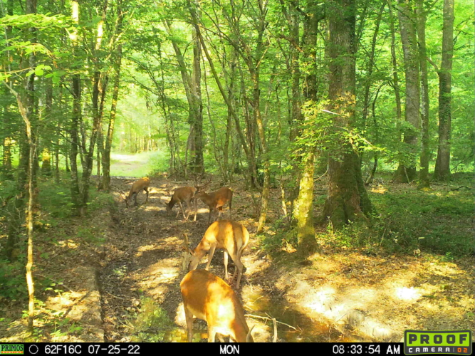 Action au grand gibier en forêt de Saint-Palais