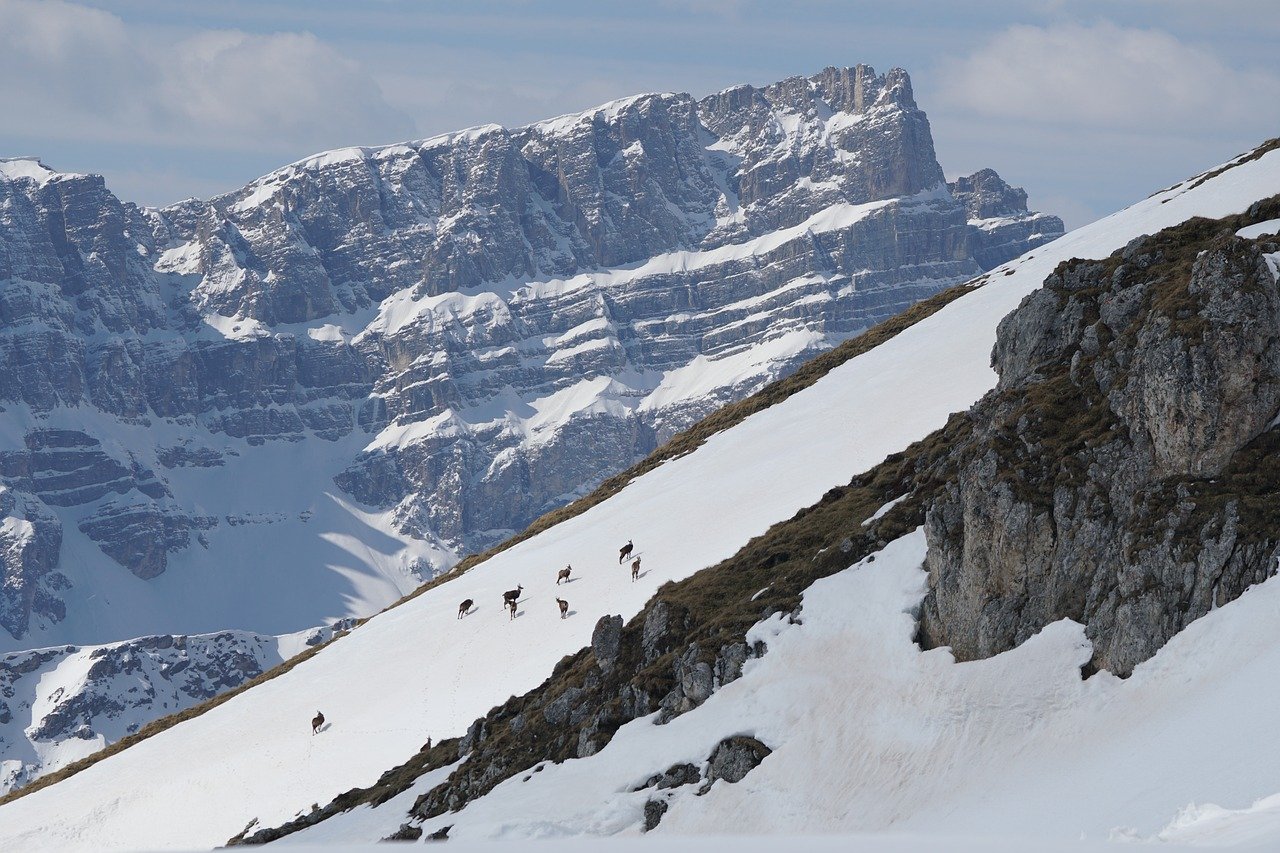 Bracelet de chamois à l'approche en Haute-Savoie