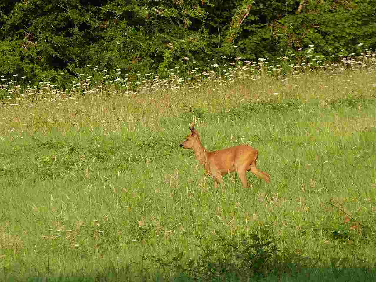 Chasse du chevreuil à l’affût ou à l’approche