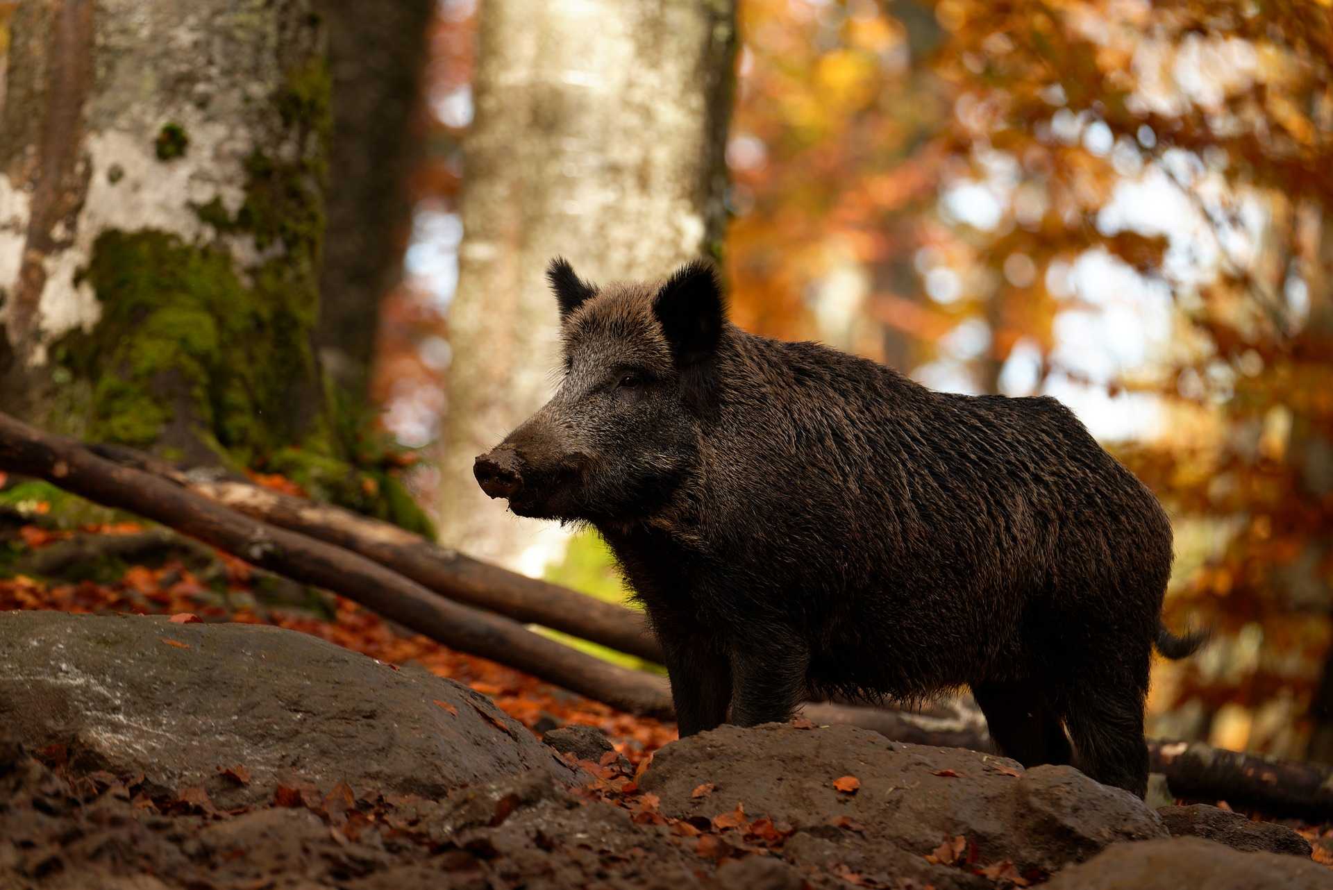 Journée de chasse au gros gibier proche de Saint-Seine-L'abbaye