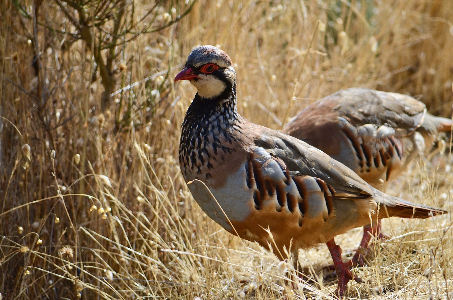 Chasse à tir au petit gibier