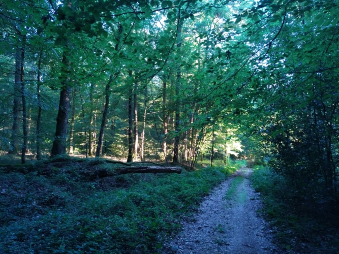 Journée de battue au grand gibier dans le Cher