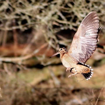 CHASSE A LA BECASSE