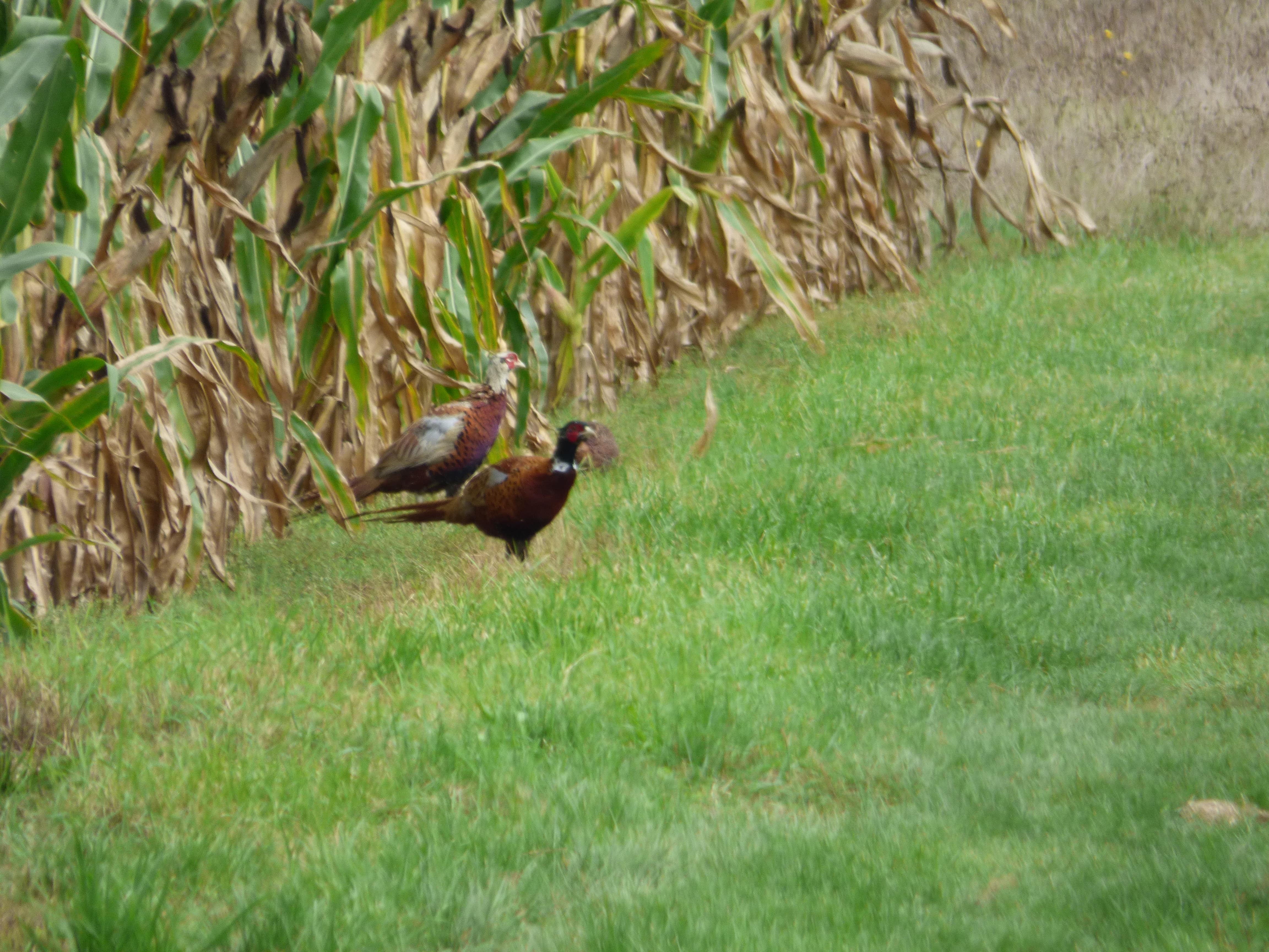 Part de chasse au petit gibier + quelques battues au grand gibier.