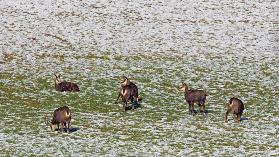 Bracelet de Chamois dans la Drôme