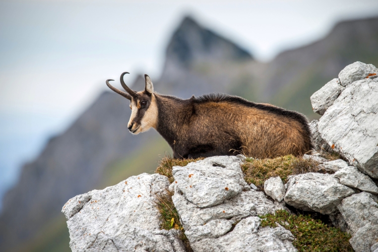 Bracelet de chamois à l'approche dans les Hautes-Alpes