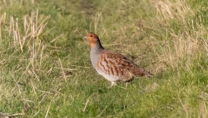 Chasse au petit et grand gibier en Seine-et-Marne