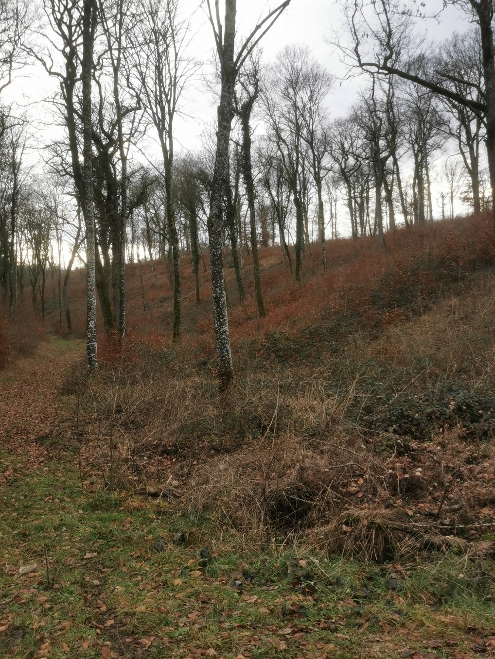 Action de chasse du dimanche au grand gibier en Forêt de Vaudremont