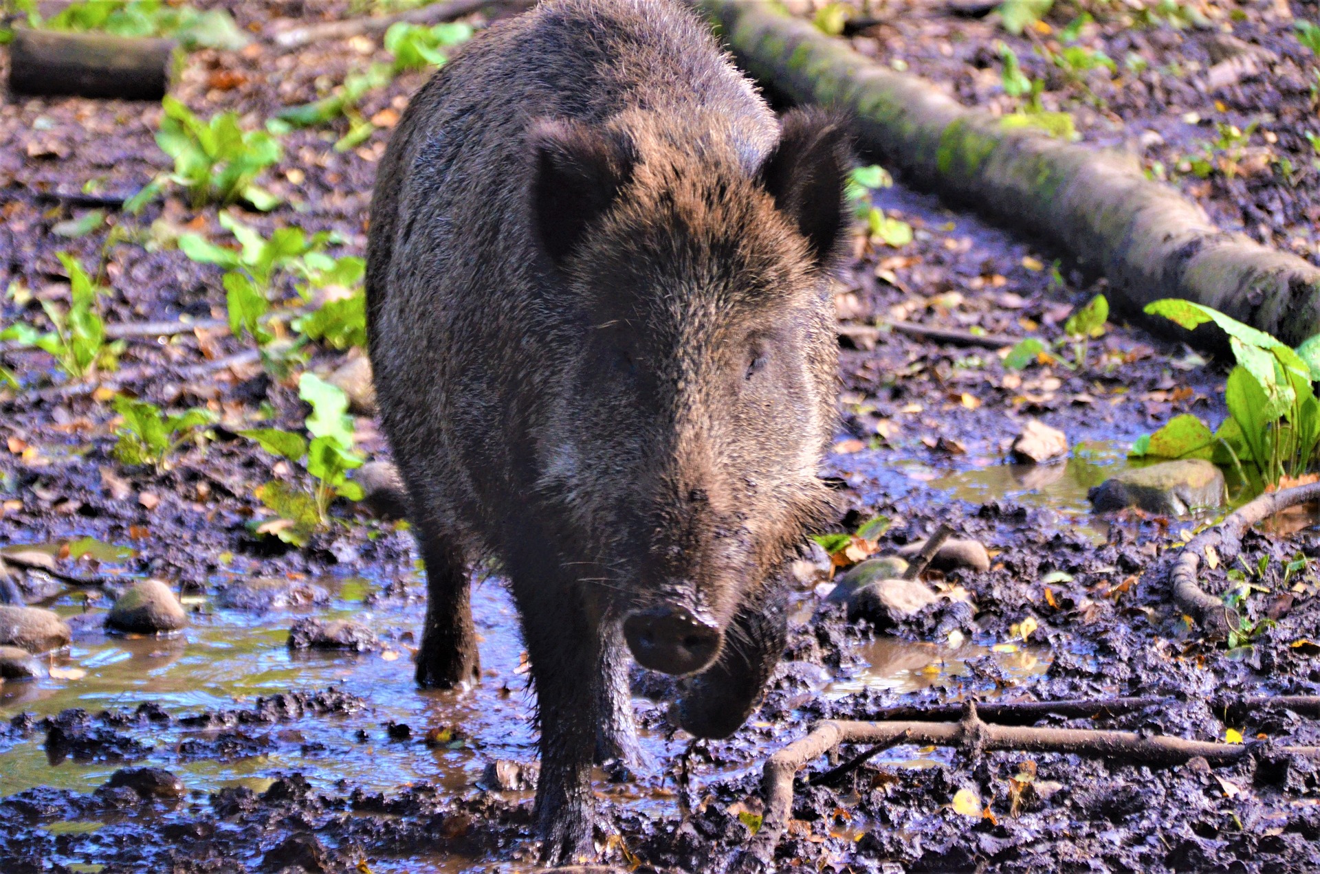 Journée de chasse à Saint-Privat