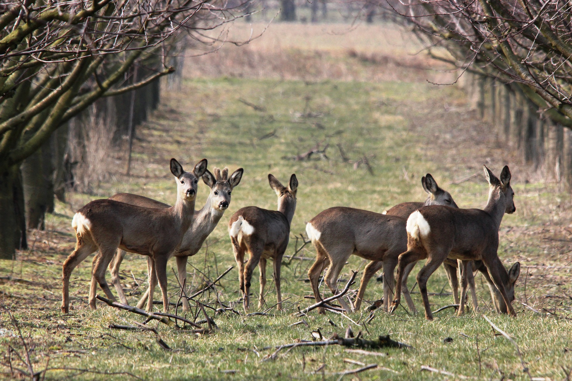 Journée de chasse au grand gibier Tarn