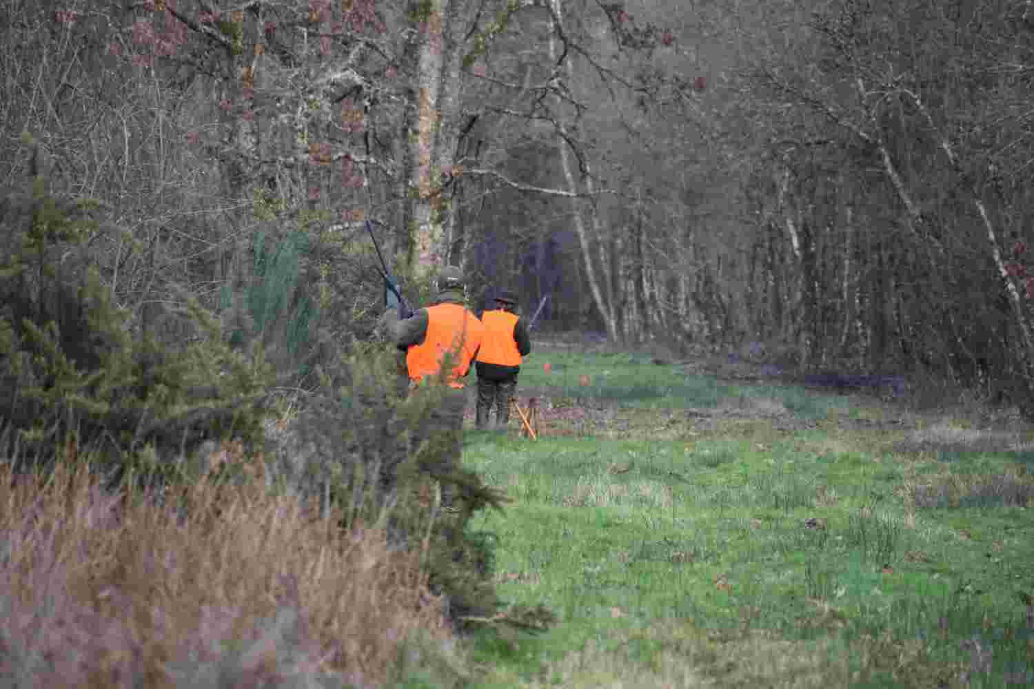 Journée de chasse au grand gibier au coeur de la Sologne - Woodland