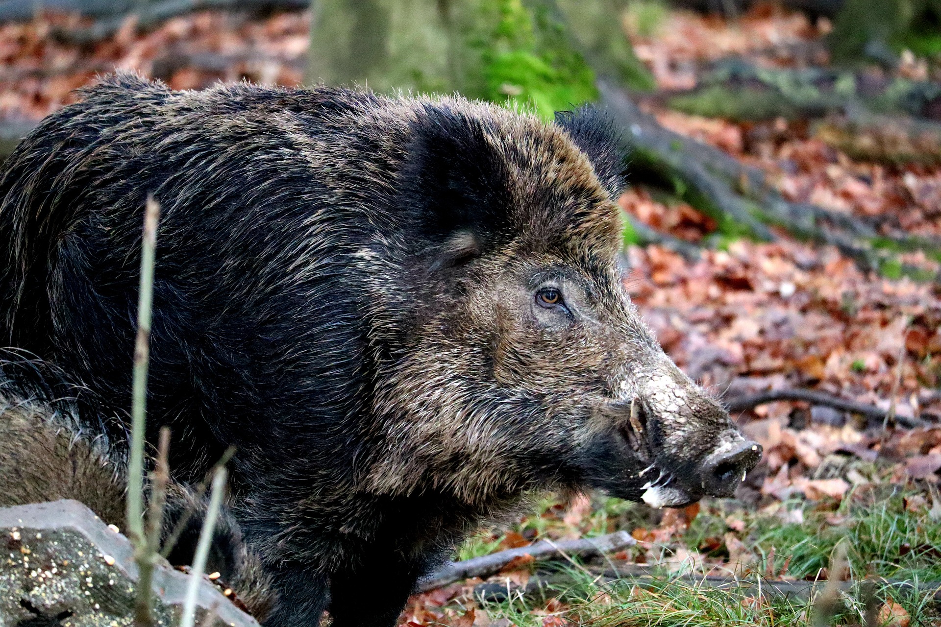 Action de chasse à Courtenay