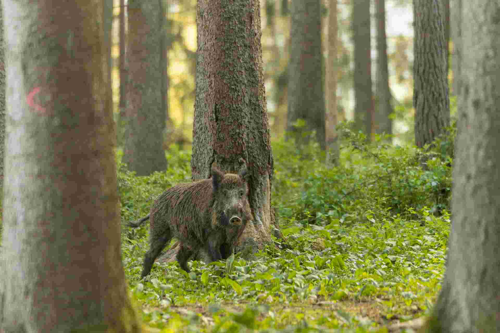 Journée de chasse en battue à Moussy