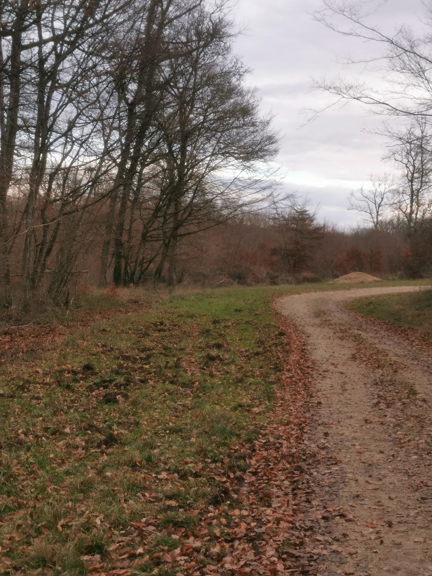 Journée de chasse au grand gibier en Forêt de Vaudremont