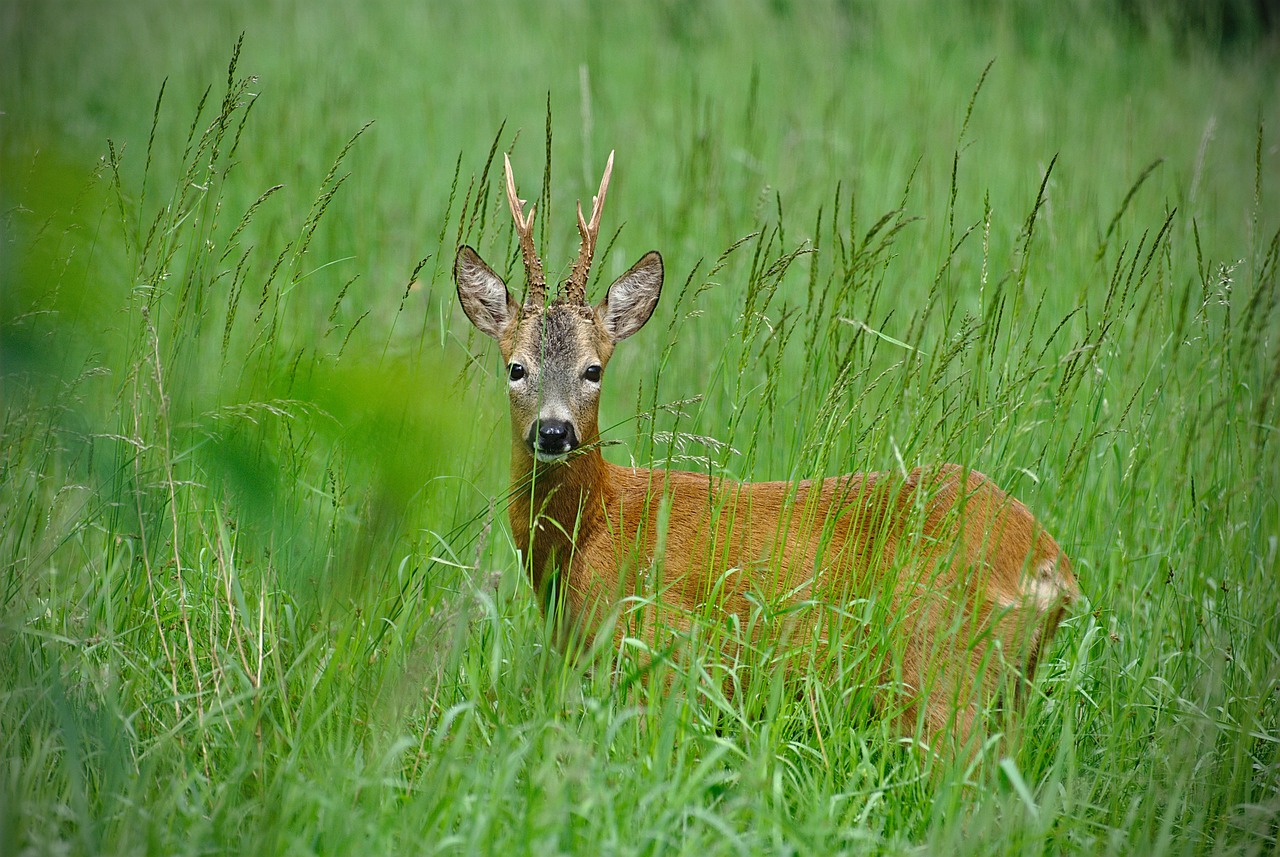 Journée de chasse au grand gibier dans l'Yonne