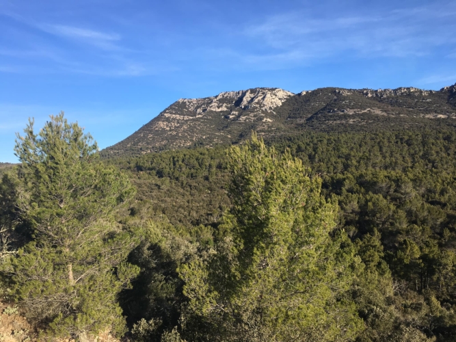 Week-end de battue au grand gibier dans le Var