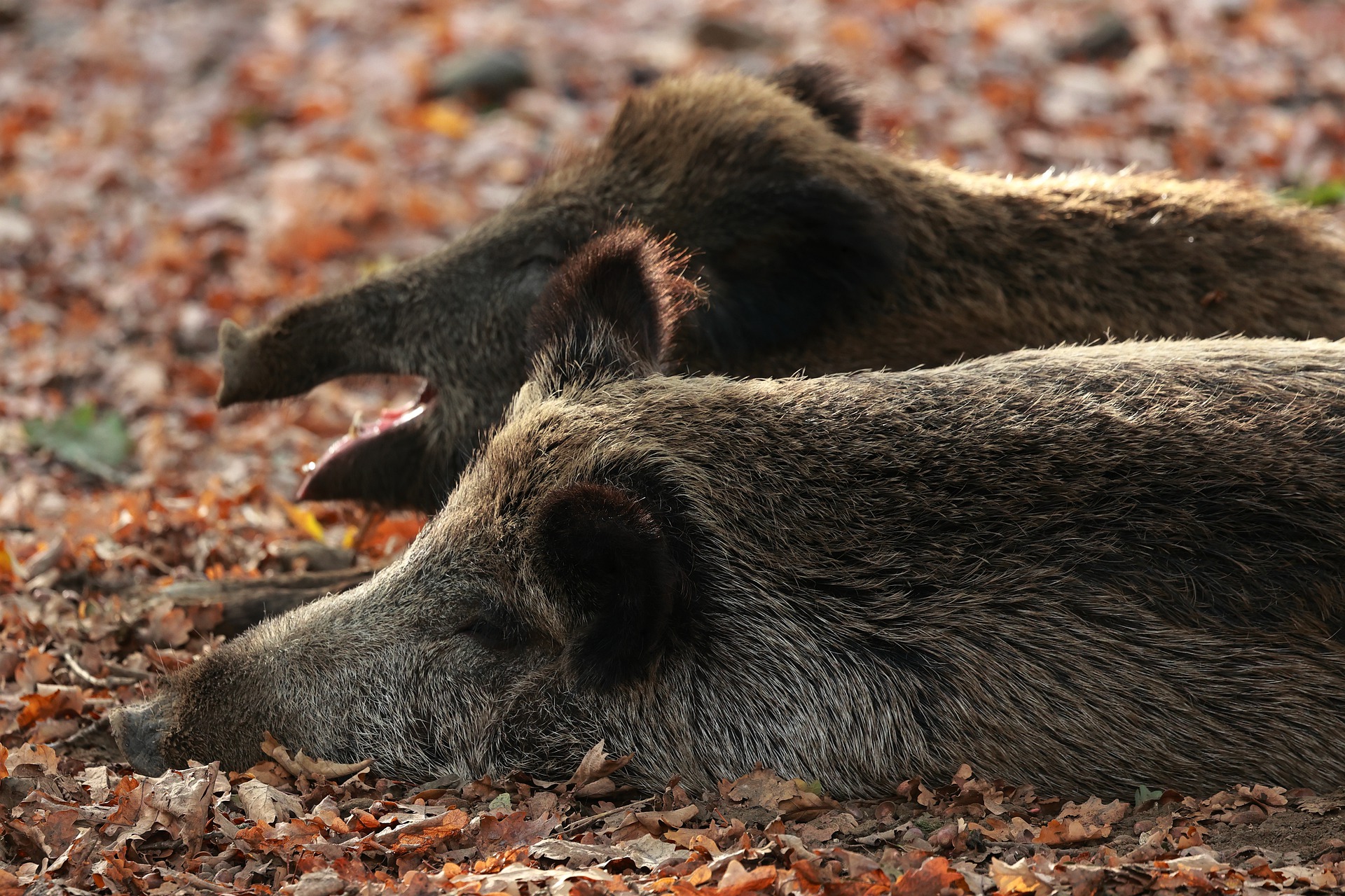 Action de chasse au Mont Faron, Var