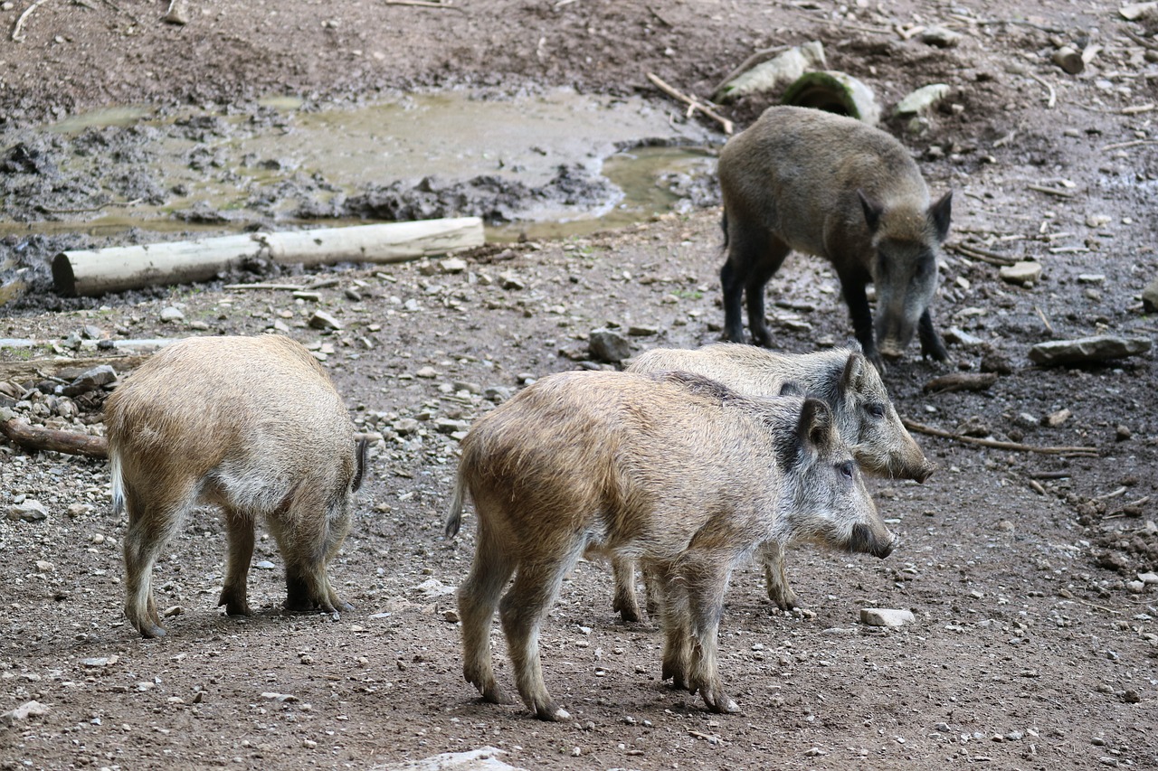 Journée de chasse en Haute Vienne