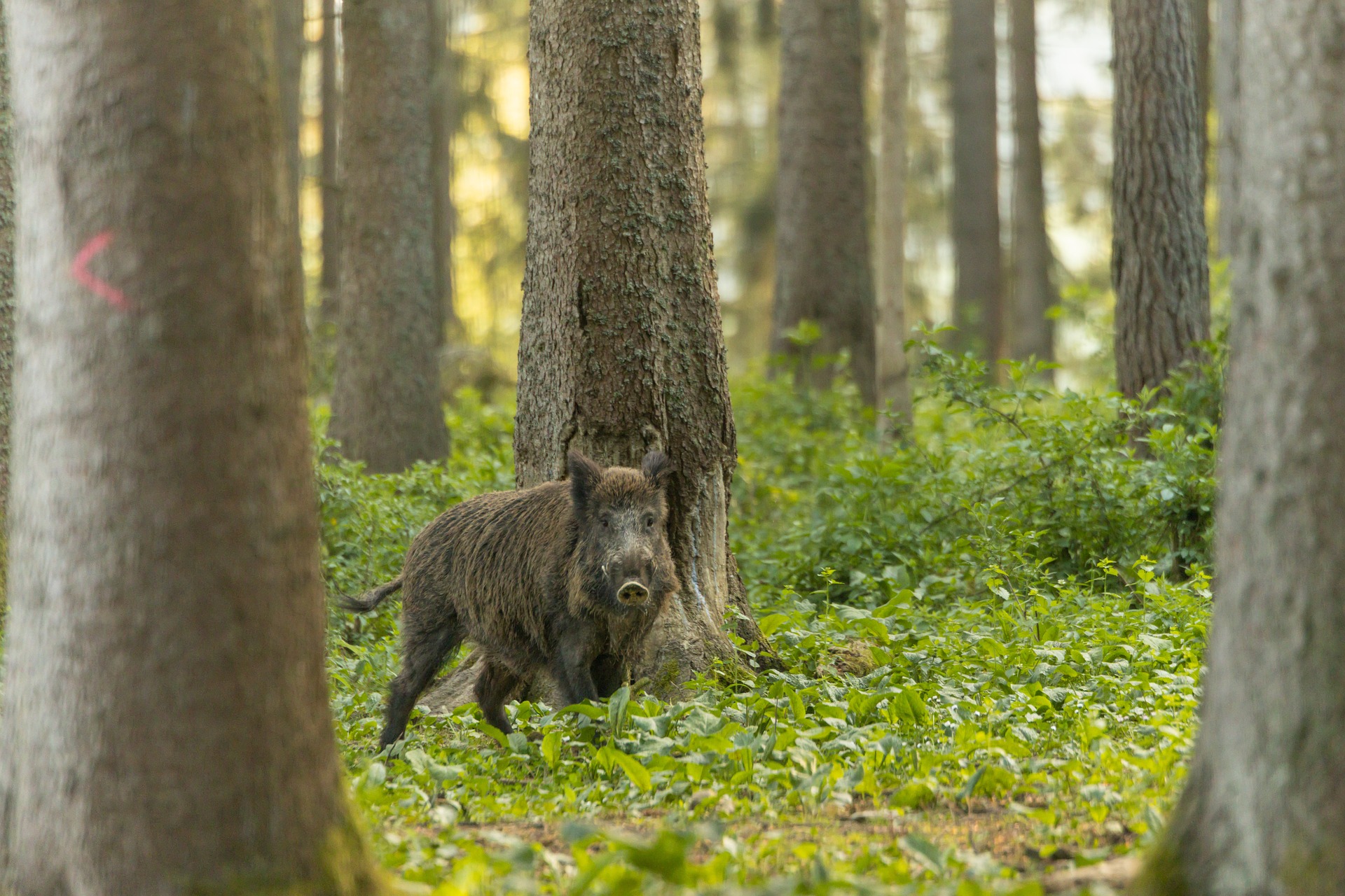 Action de chasse en forêt d'Ohte