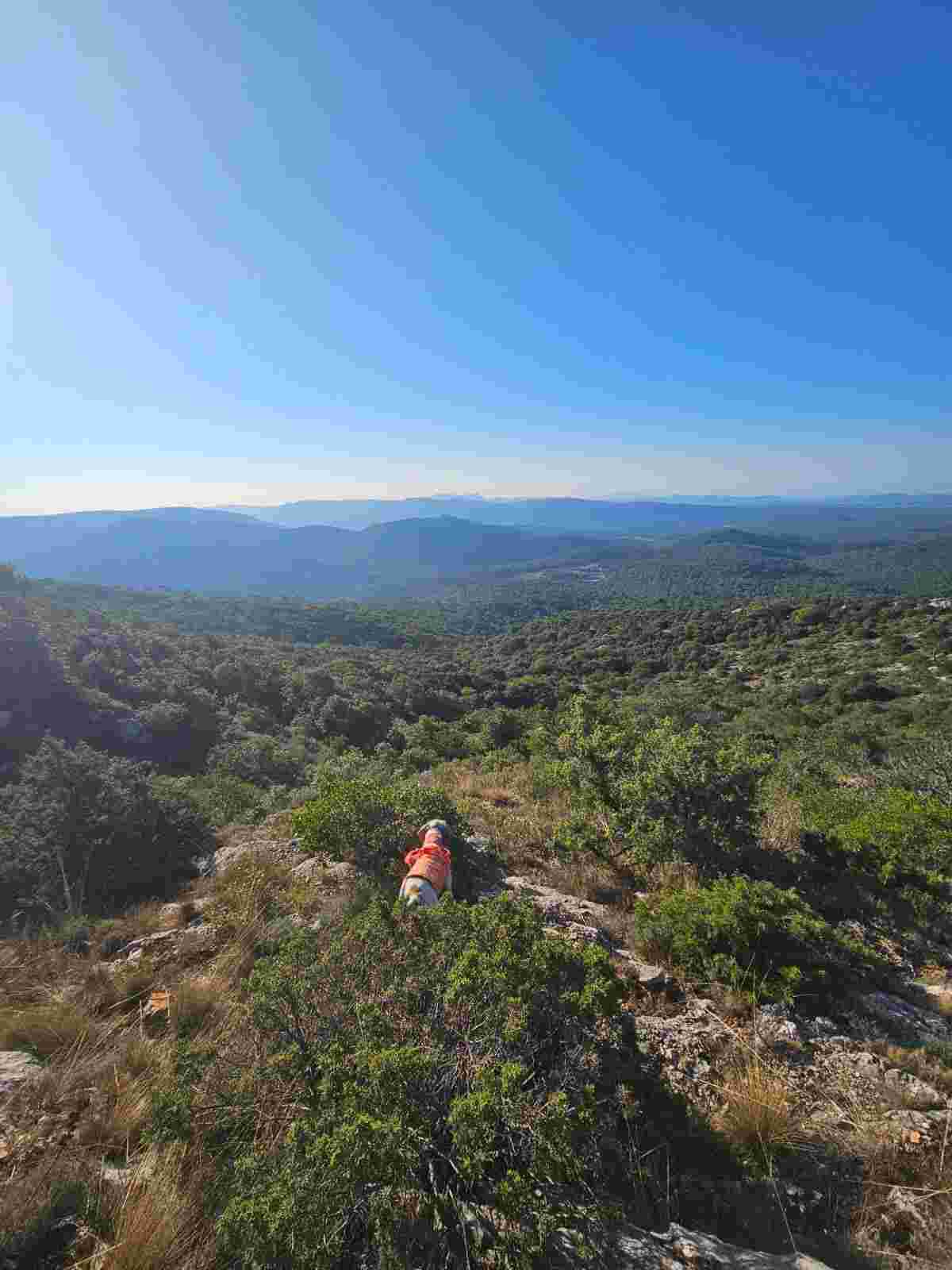 Action de chasse battue approche dans le Var