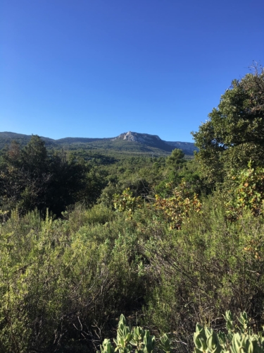 Journée de battue au grand gibier dans le Var