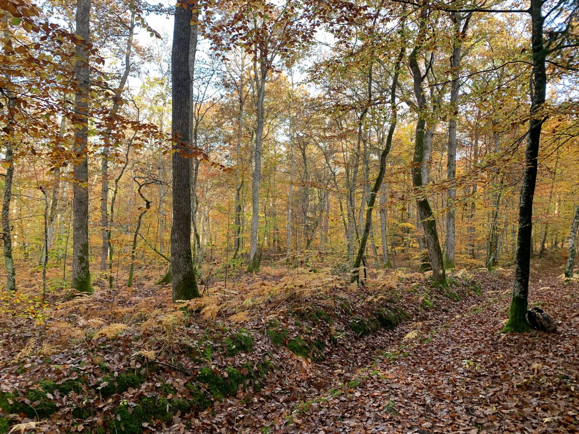 Dimanche grands gibiers dans l'Aube